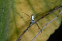 Argiope_protensa_D3571_Z_75_Mt Florence station_Australie